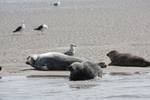 Seals resting on a sandbank in the Wadden Sea