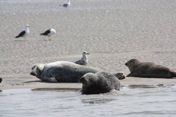 Seals resting on a sandbank in the Wadden Sea