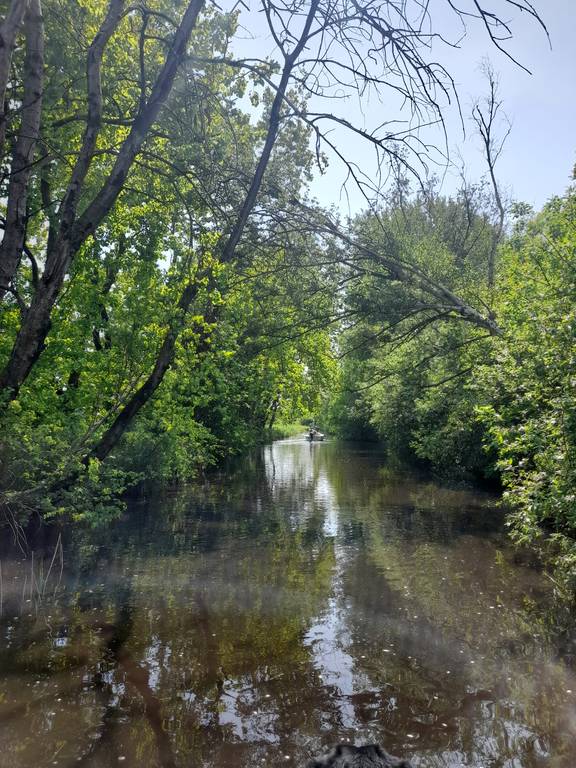 Tree-lined waterway in the Weerribben-Wieden