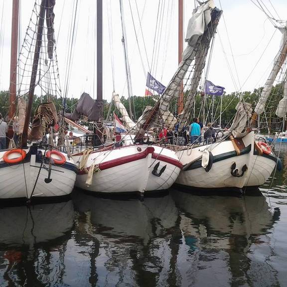 Pelikaan
