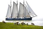 Three-masted Tsjerk Hiddes sailing beside a dike with sheep