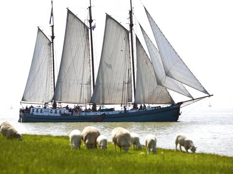 Three-masted Tsjerk Hiddes sailing beside a dike with sheep