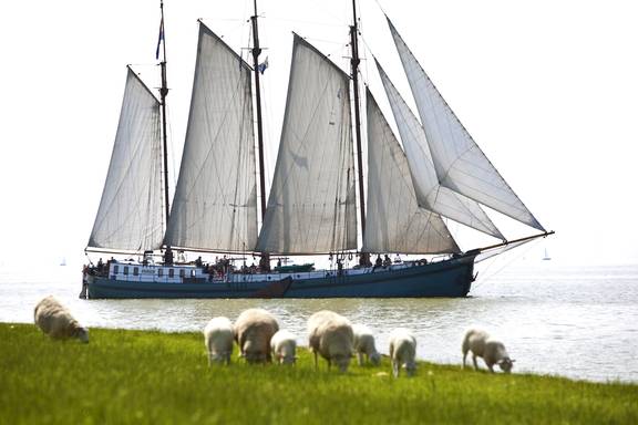 Three-masted Tsjerk Hiddes sailing beside a dike with sheep